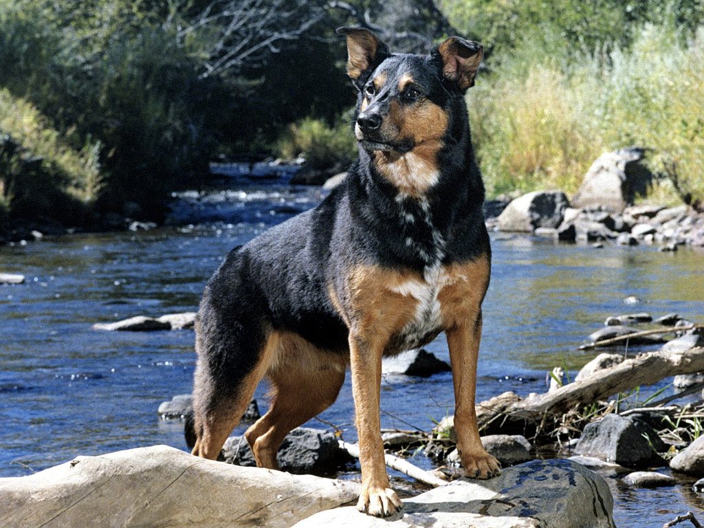 Rocky by a Colorado Stream